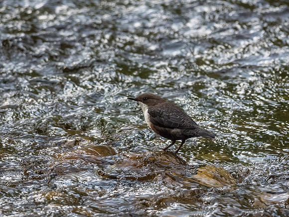 Dipper (Cinclus cinclus)