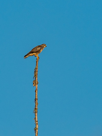 Common Buzzard (Buteo buteo)