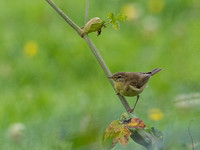 Willow Warbler (Phylloscopus trochilus)
