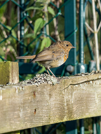 Local Wildlife