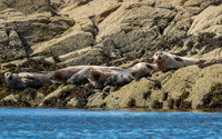 Common Seals (Phoca vitulina)
