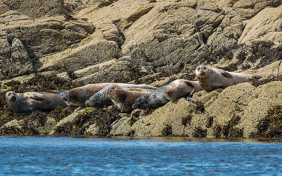 Common Seals (Phoca vitulina)