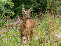 Female Roe Deer (Capreolus capreolus)