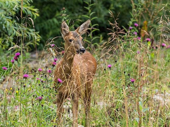 Female Roe Deer (Capreolus capreolus)