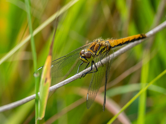 Common Darter (Sympetrum striolatum)