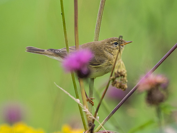 Willow Warbler (Phylloscopus trochilus)