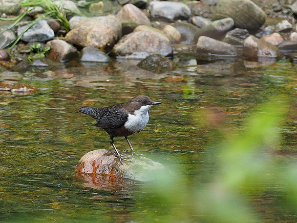 Dipper (Cinclus cinclus)