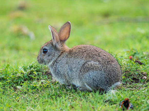 Local Wildlife