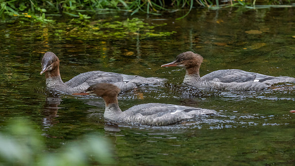 Juvenile Red-breasted Merganser (Mergus serrator)