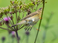 Willow Warbler (Phylloscopus trochilus)