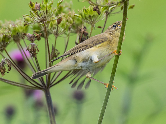 Willow Warbler (Phylloscopus trochilus)
