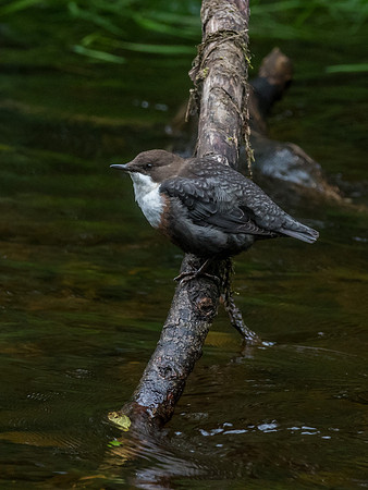 Dipper (Cinclus cinclus)