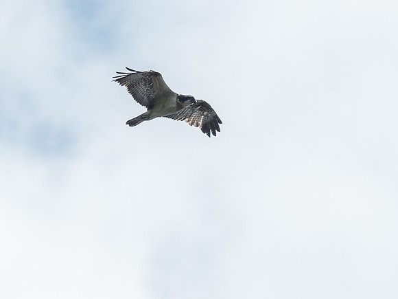 Osprey (Pandion haliaetus)
