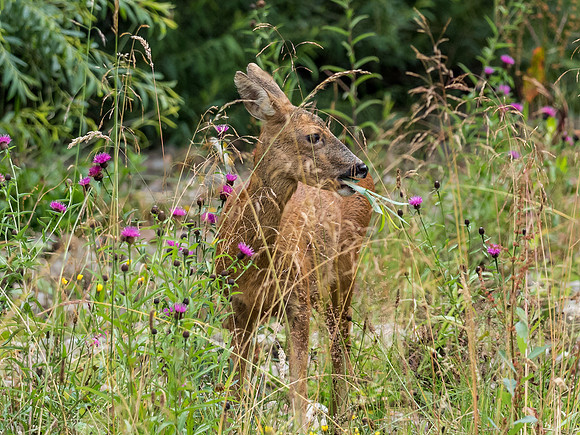Female Roe Deer (Capreolus capreolus)