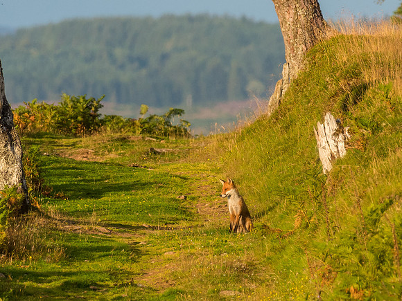 Red Fox (Vulpes vulpes)