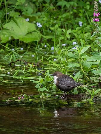 Dipper (Cinclus cinclus)