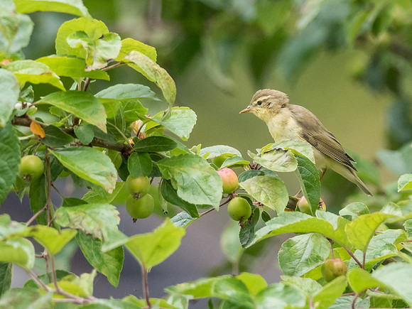 Willow Warbler (Phylloscopus trochilus)
