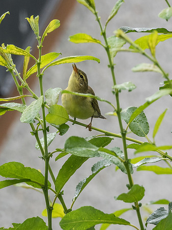 Willow Warbler (Phylloscopus trochilus)