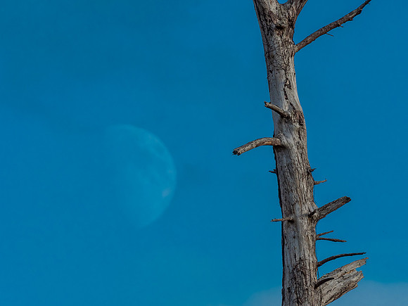 Moon Tree