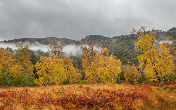 Chasing the Mist
