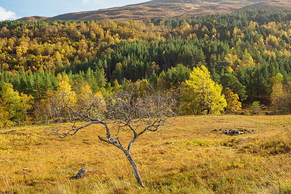 The Little Rowen Tree