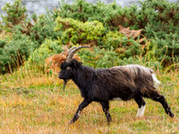 Guising Goat
