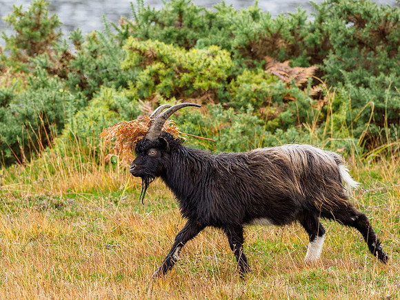 Guising Goat