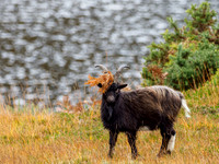 Guising Goat