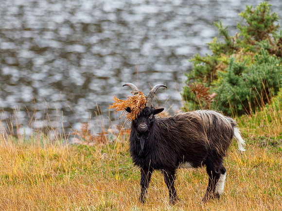 Guising Goat