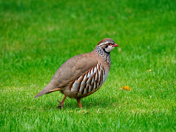 Partridge Family