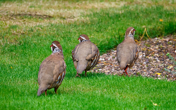 Partridge Family