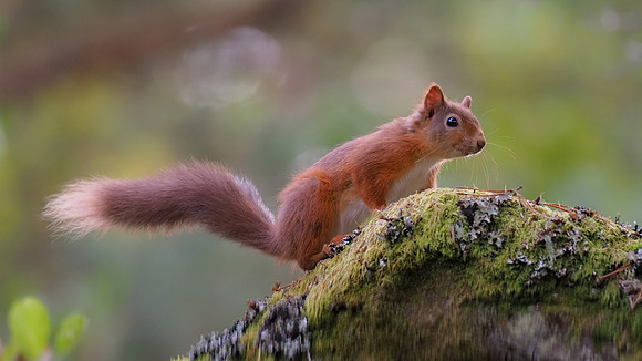 Red Squirrel