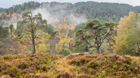 Chasing the Mist