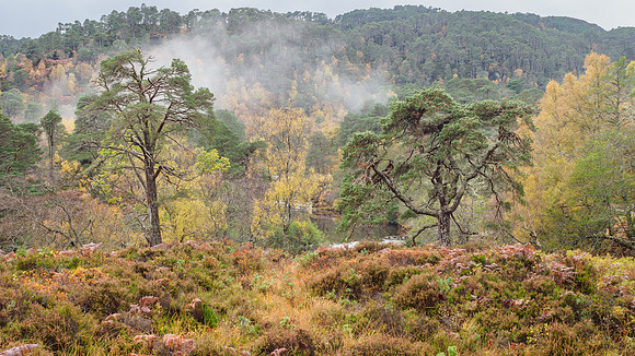 Chasing the Mist