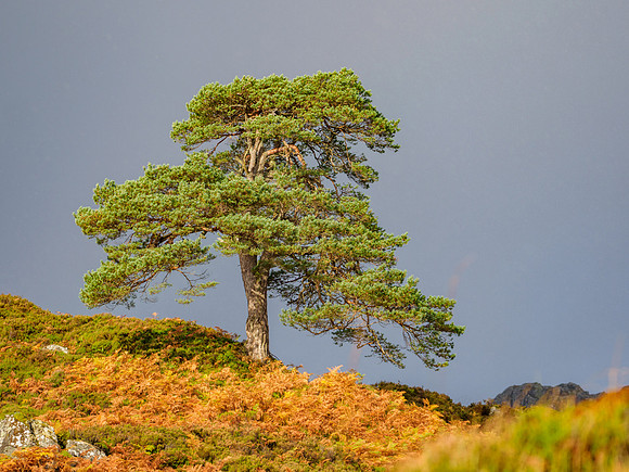 Sunlit Scots Pine
