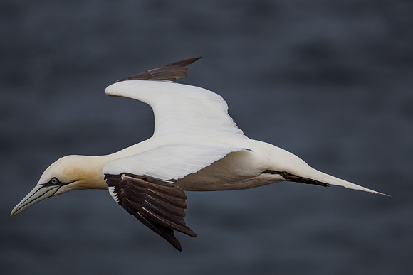 Northern Gannet (Morus bassanus)
