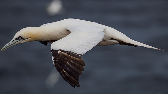 Northern Gannet (Morus bassanus)