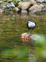 Dipper (Cinclus cinclus)