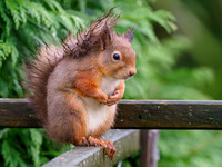 Red Squirrel (Sciurus vulgaris)