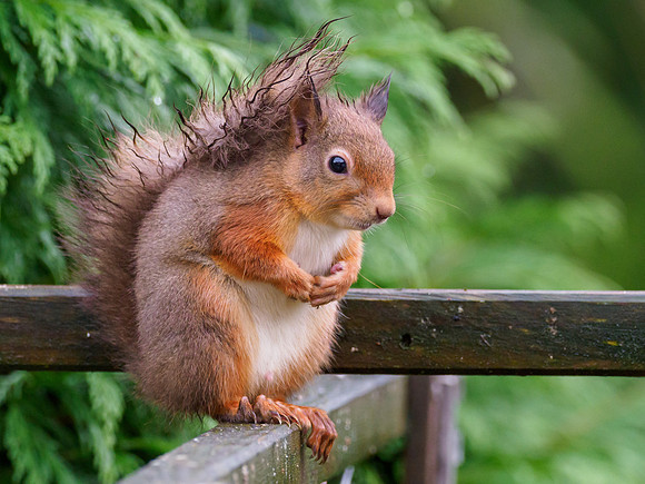 Red Squirrel (Sciurus vulgaris)