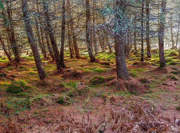 20211228-Glen Coiltie-EM525428-Edit
