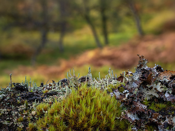 Woodland Wander