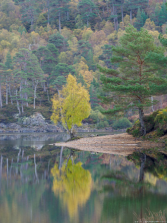 Glen Affric Autumn Colours