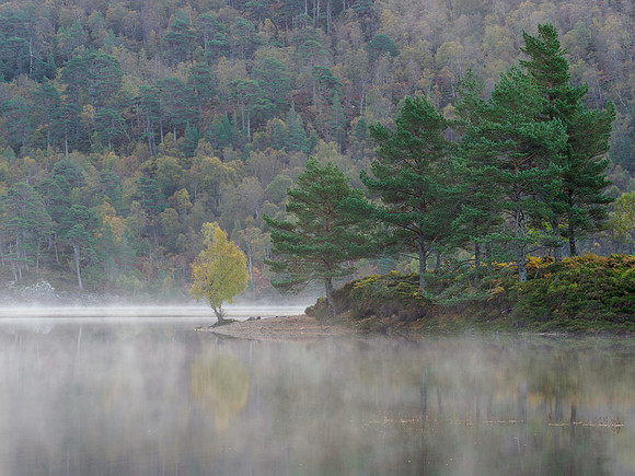 That Tree by Loch Beinn a' Mheadhoin