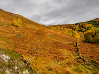 Autumnal Feel