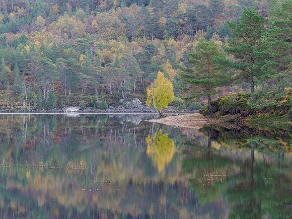Glen Affric Autumn Colours
