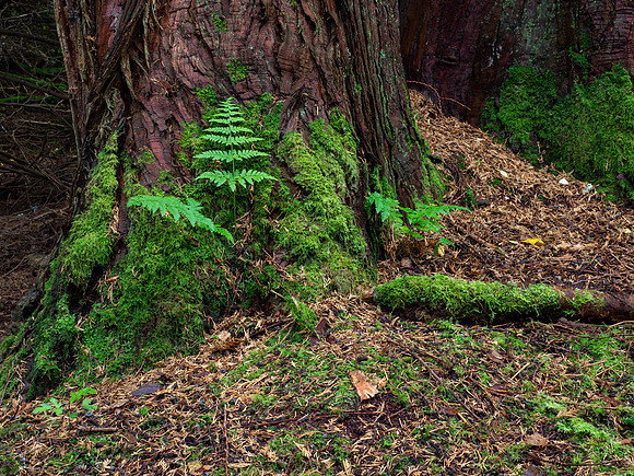 Balmacaan Wood