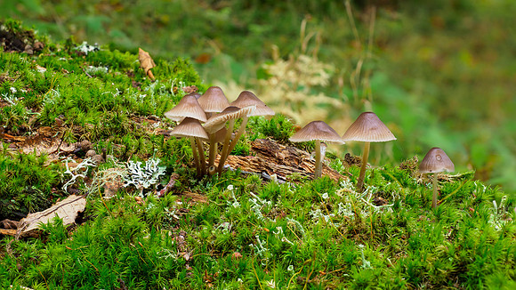 Balmacaan Wood