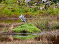Grey Heron (Ardea cinerea)