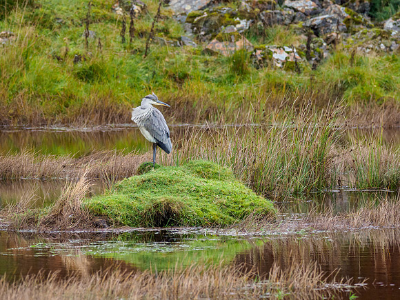 Grey Heron (Ardea cinerea)
